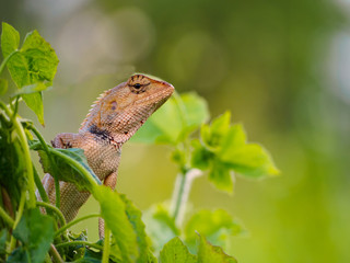The Chameleon Asia.On the leaf
