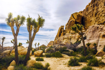 Fototapeta na wymiar Beautiful landscape view from the hiking trail in Joshua Tree National Park with palm trees and mountains in California, United States.