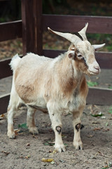 beige goat in zoo summer day