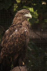 Sitting eagle portrait