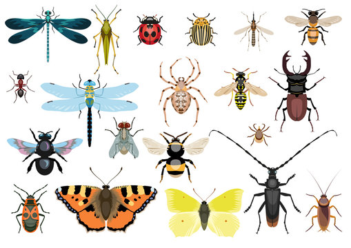 Insect collection, illustration, drawing, vector