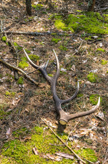 Deer horn lying on the ground. Vertical shot.