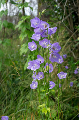 Bouquet of forest bells. Forest flowers.