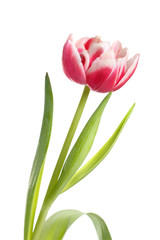Pink tulip isolated on white background.