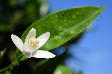 Orange.White orange flower on sky background
