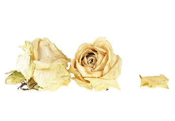 Dried white roses and petal on white background