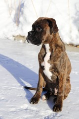 Obraz premium Cute boxer puppy
