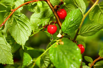 Obraz premium Cherry after rain, with drops.
