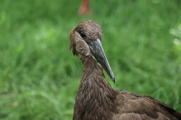 Vogel