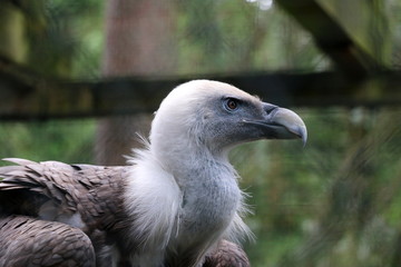 Geier