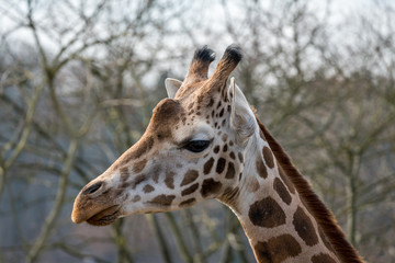 Portait of a giraffe