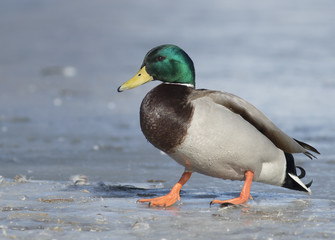 Mallard on the ice