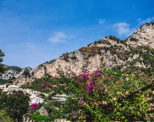 Purple Flowers by Positano Mountain