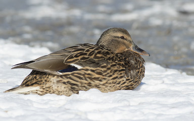 Mallard on the ice