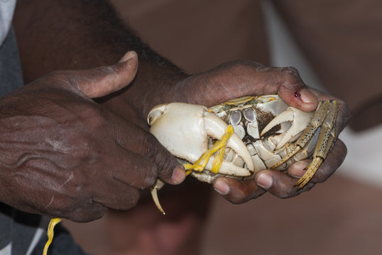 Homme ficelant un crabe des sables