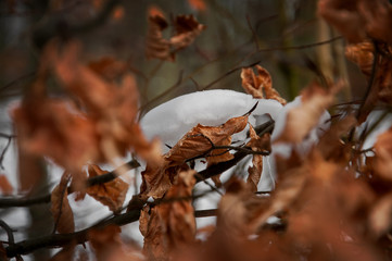 Orange beech leaves with snow in a winter forest