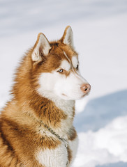 blue eyed husky brown dog ​​sits snow background