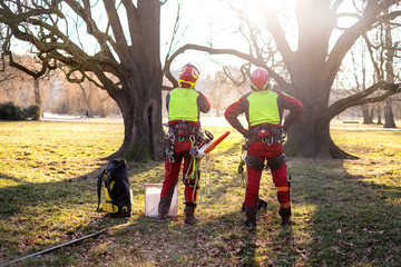 Two arborist men standing against two big trees.  The worker with helmet working at height on the...