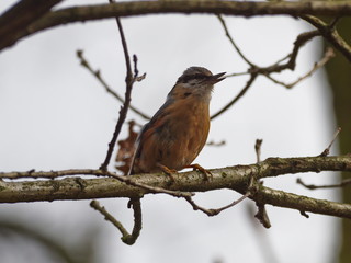 singender Kleiber - singing nuthatch