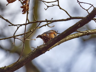 Kleiber auf Eichenast - Nuthatch on oak branch