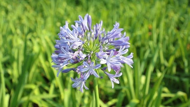Agapanthus africanus or African lily flowers with a blurred background, high definition movie clip stock footage.