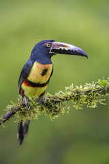 Collared Aracari - Pteroglossus torquatus, beautiful colorful toucan from Costa Rica forest.