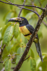 Collared Aracari - Pteroglossus torquatus, beautiful colorful toucan from Costa Rica forest.