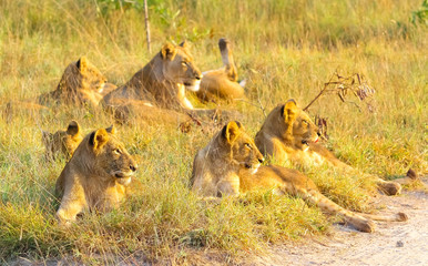A pride of African Lions relaxing in the grass in a South African wildlife game reserve, female lioness and cubs