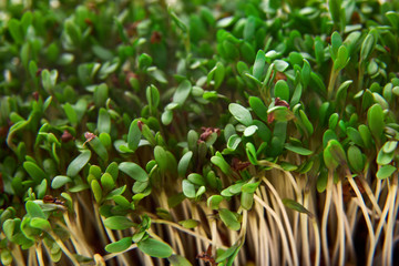 Fresh Cuckooflower plain spring easter background