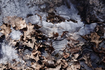 autumn oak leaves frozen in ice. Thin ice and the frozen sheet. Ice and dry autumn leaves background.