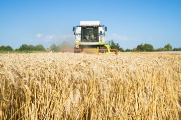 Fototapeta na wymiar Combine harvester working in the field. Agriculture wheat food production. Growing crops. 