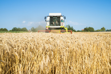 Fototapeta premium Combine harvester working in the field. Agriculture wheat food production. Growing crops. 