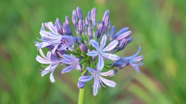 Agapanthus africanus or African lily flowers with a blurred background, high definition movie clip stock footage.