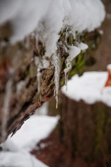  icicle on a tree trunk in a winter forest
