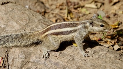 Streifenhörnchen, Eichhörnchen 