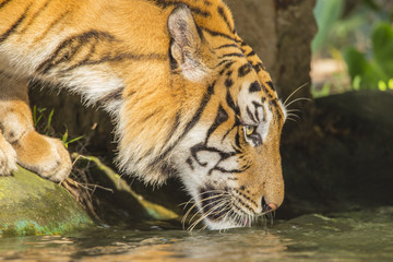 Fototapeta na wymiar tigers' activities on a hot day