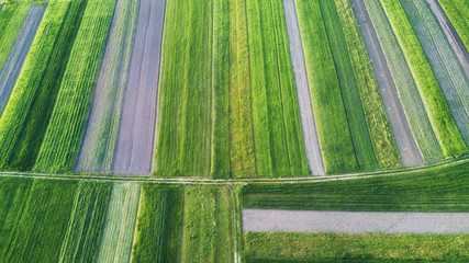 Rows on the field. Natural aerial landscape on the agricultural subject