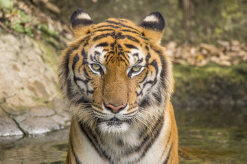 Fototapeta na wymiar tigers' activities on a hot day