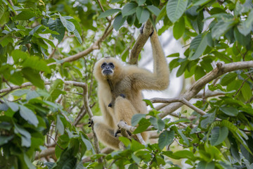 gibbon hanging on the tree