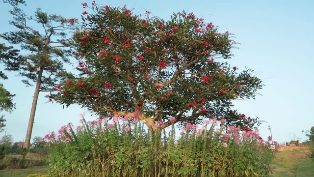 Erythrina lysistemon, Common Coral Tree, Lucky Bean Tree, Kaffir Boom or Transvaal Kafferboom deciduous tree with red flowers, high definition movie clip stock footage.