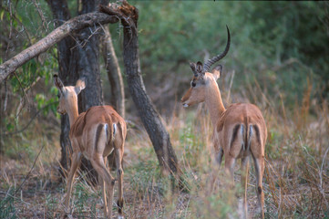 Kruger National Park, South Africa