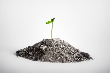 germination of plants