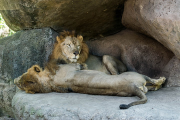 Fototapeta na wymiar lions