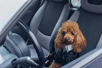 dog driving a car