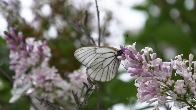 Butterflies fly in summer in the lilac