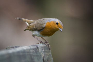 A European Robin searches for food in a garden in winter, Cornwall, UK