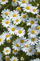 Obraz premium flora of Gran Canaria - marguerite daisy