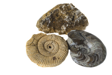 groupe of fossils isolated on white backgorund