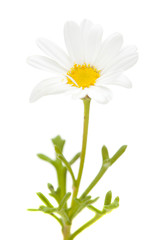 flora of Gran Canaria -  marguerite daisy