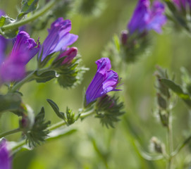 flora of Gran Canaria -  Echium plantagineum